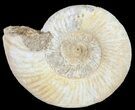Perisphinctes Ammonite - Jurassic #54272-1